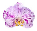 Motley orchid isolated, on a white background