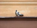 Motley pigeon sitting on a ledge