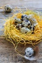 Motley quail eggs in the nest and small feathers.