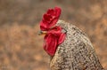 Motley rooster or grey spotted rooster chicken with red comb closeup