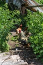 Motley rooster and hens are walking in the yard, Village life, Altai, Russia