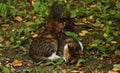 Motley street cat sleeping Royalty Free Stock Photo