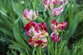 Motley tulips with raindrops Fresh spring flowers after rain on blurred green background.