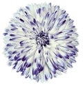 Motley white-purple-blue flower dahlia isolated on white background. For design. Closeup. Clearer focus. Royalty Free Stock Photo