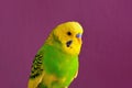 Motley yellow-green budgerig parrot closeup Royalty Free Stock Photo