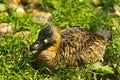 Motley whitebacked duck