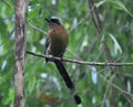 Motmot perched on a tree branch