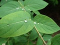 Motning dew water drop on a green leaf Royalty Free Stock Photo