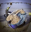 A motor bike shrimp carrier in vietnam