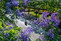 A motor bike and Purple jacaranda tree blooming in Sping sunny day Royalty Free Stock Photo