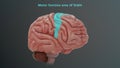 Motor function area of human brain