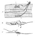 Motor Nerve Endings, vintage illustration