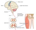 Motor Nerves From Leg To Motor Cortex