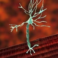 Motor neuron connecting to muscle fiber, 3D illustration