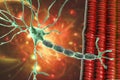 Motor neuron connecting to muscle fiber, 3D illustration