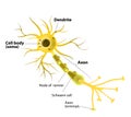 Motor neuron, detailed and accurate, labeled