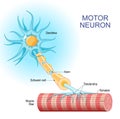 Motor neuron. Structure and anatomy of a efferent neuron.