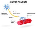 Motor neuron. Vector diagram Royalty Free Stock Photo