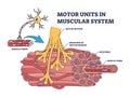 Motor units in muscular system with fibers neuron anatomy outline diagram Royalty Free Stock Photo
