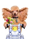 Motorbike dog Royalty Free Stock Photo