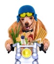 Motorbike dog Royalty Free Stock Photo