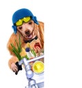 Motorbike dog Royalty Free Stock Photo