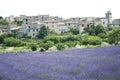 Motorbike tour french lavender fields Royalty Free Stock Photo