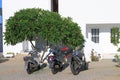 Motorbikes and magnolia