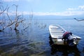 The motorboat near to dead trees in the Enriquillo lake. Dead forest in a water. Dead trees in a swamp. Dead trees in a Royalty Free Stock Photo