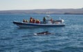 Motorboat with passenger near whale landscape photo