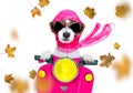 Motorcycle   diva dog on autumn or fall Royalty Free Stock Photo