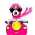 Motorcycle diva dog on summer Royalty Free Stock Photo