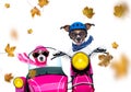 Motorcycle dog on autumn or fall