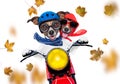 Motorcycle dog on autumn or fall