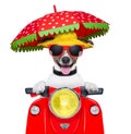 Motorcycle dog summer dog Royalty Free Stock Photo