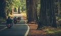 Motorcycle Group Touring Through the Redwood Highway