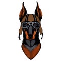 Dog, doberman. Portait of animal. Motorcycle helmet.