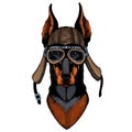 Dog, doberman. Portait of animal. Motorcycle helmet.