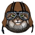 Pallas cat head. Manul head. Wild cat portrait. Motorcycle helmet.