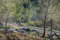 A Motorcycle Rider in a Pine Forest