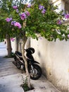 Motorcycle under the flowering tree Royalty Free Stock Photo