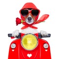 Motorcycle valentine dog