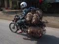 Motorcyclist with pigs