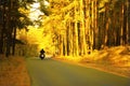Motorcyclist rides on the road passing through the autumn forest. Tourism