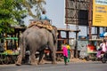 A motorised rickshaw passes an elephant on a busy road Pune