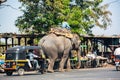 A motorised rickshaw passes an elephant on a busy road Pune