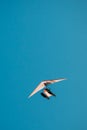 Motorized Hang Glider Flying On Blue Clear Sunny Sky Background Royalty Free Stock Photo