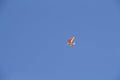 The motorized hang-glider flying in the blue sky Royalty Free Stock Photo