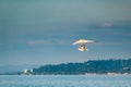 Motorized Hang Glider Flying In Sunny Sky Royalty Free Stock Photo