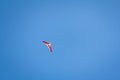 Motorized hang glider soaring in the blue sky Royalty Free Stock Photo